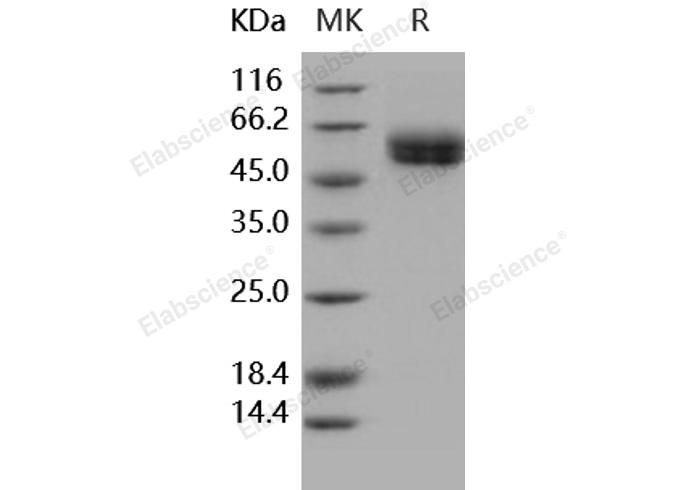 Валидация Elabscience PKSH031848(2473)