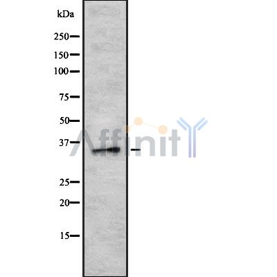 Валидация Affinity DF10306 - 5924