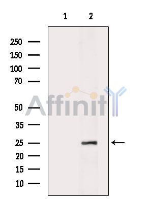 Валидация Affinity DF15567 - 11977