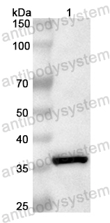 Валидация AntibodySystem PHB77401
