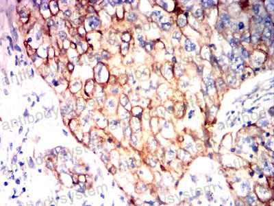 Валидация AntibodySystem RHA29904 (89)