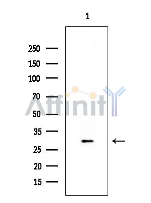 Валидация Affinity DF5183 - 17162
