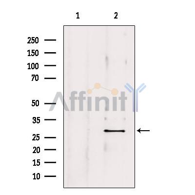 Валидация Affinity AF9147 - 4944