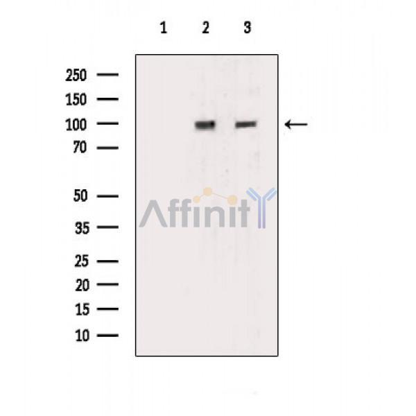 Валидация Affinity DF8521 - 20391