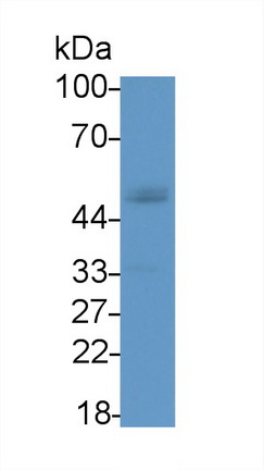 21819