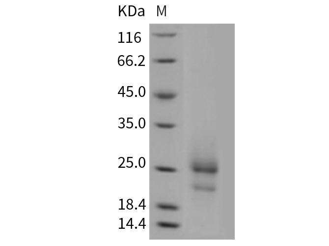 Валидация Elabscience PKSM040390(4390)