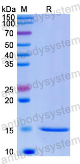Валидация SDS-PAGE - AntibodySystem RHE42702