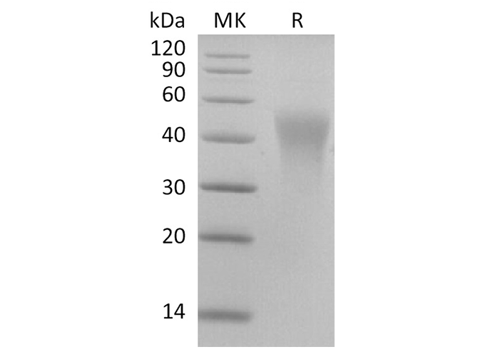 Валидация Elabscience PKSR030483(5788)