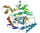 Nitric Oxide Synthase 3, Endothelial (NOS3)
