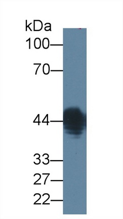 49321
