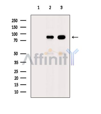 Валидация Affinity DF14676 - 10723