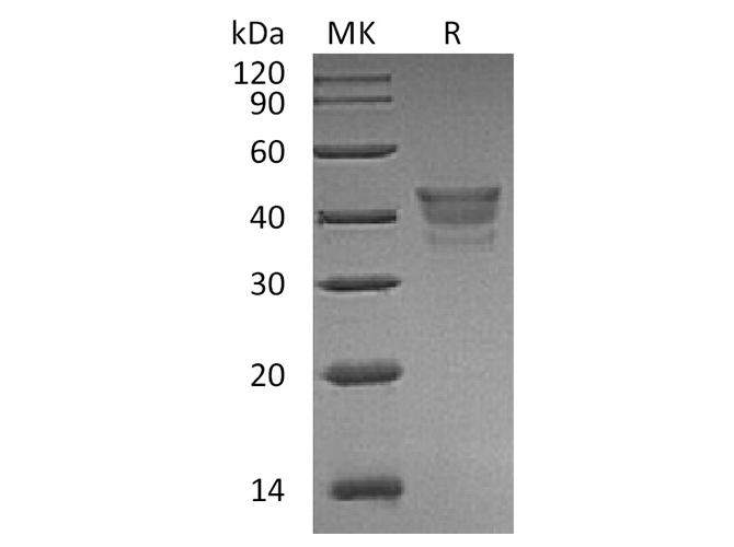 Валидация Elabscience PKSH033589(3882)