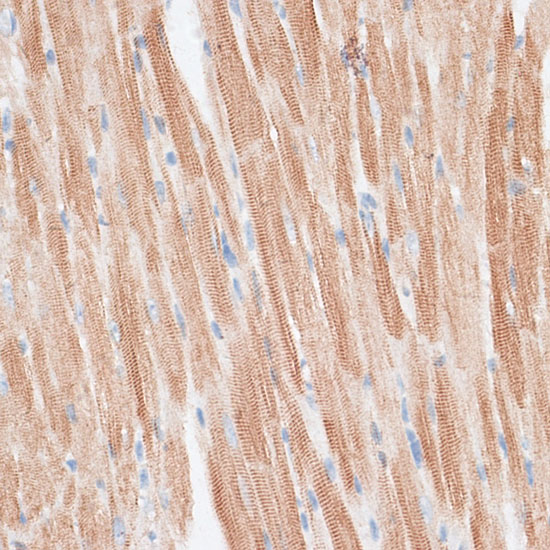 Валидация Elabscience E-AB-62773
