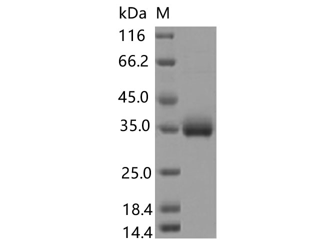 Валидация Elabscience PKSV030450(6173)