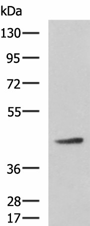 Валидация Elabscience E-AB-53178