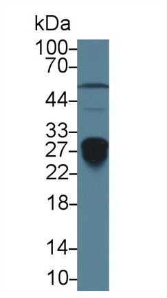 13601