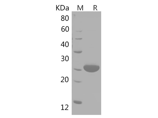 Валидация Elabscience PDEH100752(196)