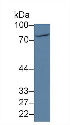 10135