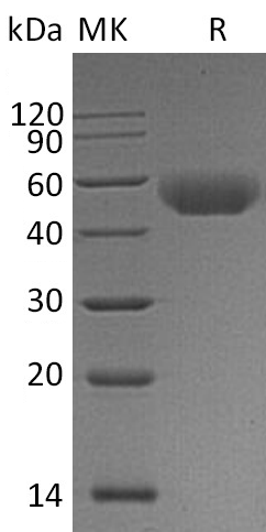 Валидация Elabscience PKSM041222(5126)