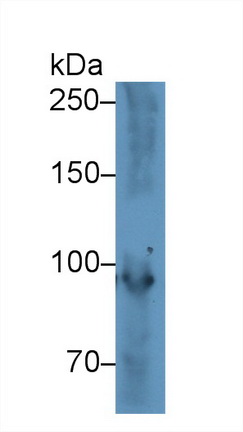 13094