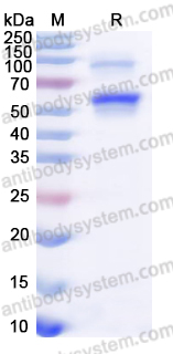 YHF66101, SDS-PAGE