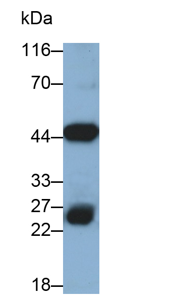 28413