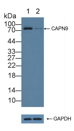 12248