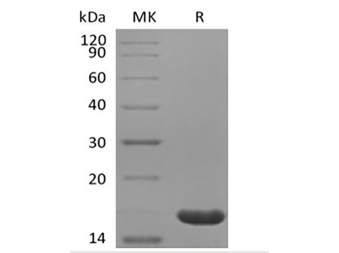 Валидация Elabscience PKSH033871(4105)