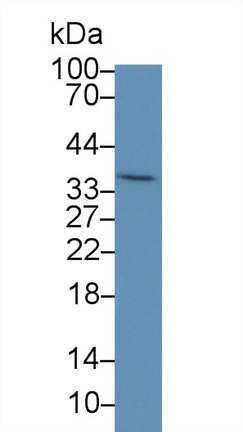 9826