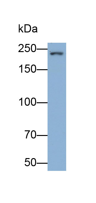 32540