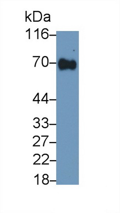 9016