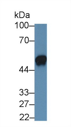 10695