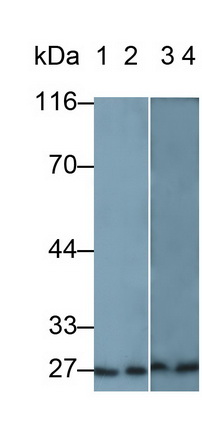 26853
