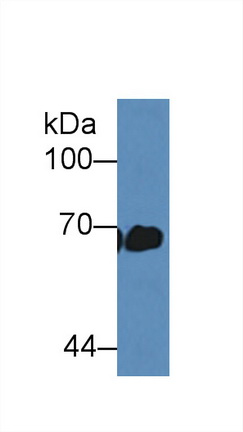 12426
