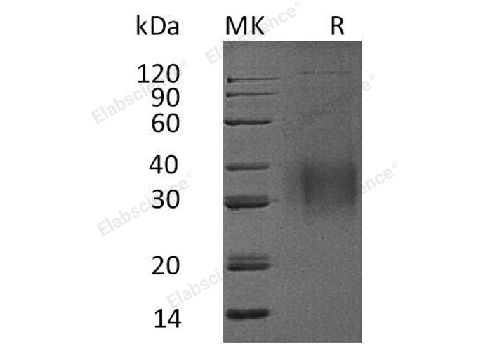 Валидация Elabscience PKSM041056(4982)