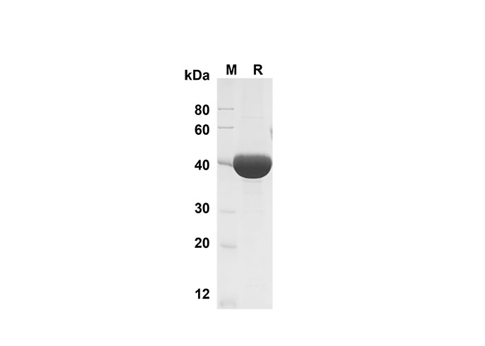 Валидация Elabscience PDMM100151(1111)