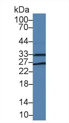 14289