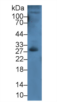 12079