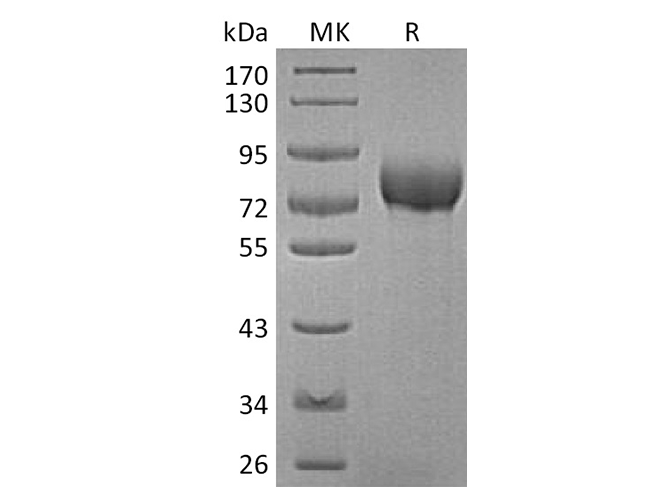 Валидация Elabscience PKSH033754(4029)