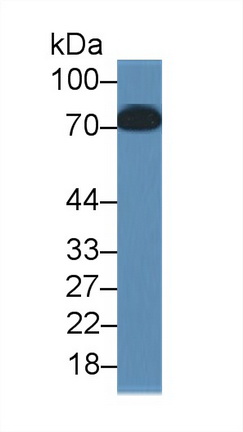 10656