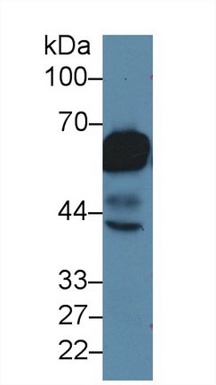 7557