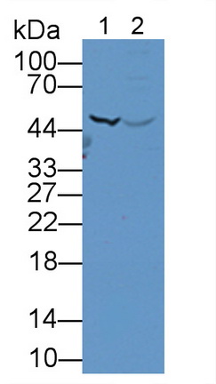 11948