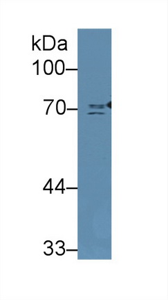 13551