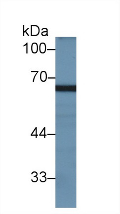 9961