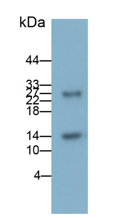24546