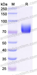 EHD47903, SDS-PAGE