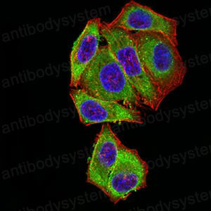 Валидация IF - AntibodySystem RHK05402