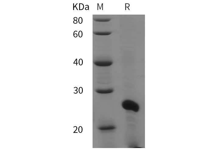 Валидация Elabscience PDEM100278(608)