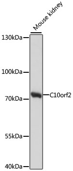 Валидация Elabscience E-AB-66070