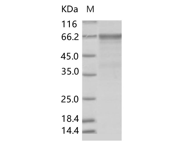Валидация Elabscience PKSV030169(5946)